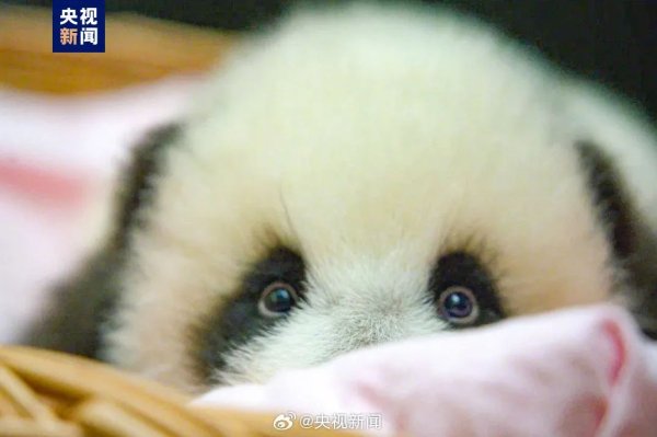 开云kaiyun 在俄降生的大熊猫幼崽获名“喀秋莎”【三分钟新闻早知说念】