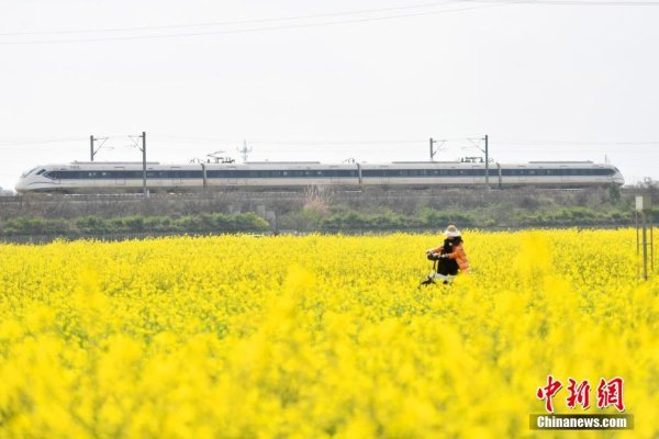 开云kaiyun 成皆平原油菜花通达 旅客打卡“开往春天的列车”