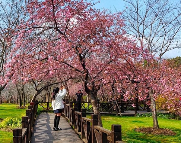 开云kaiyun 上海年青东说念主春季爱好粉色“荒诞”，顾村公园热度涨幅超70%
