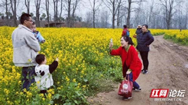 开云真人·(中国)入口-kaiyun开云最新App下载 长沙鹅洲岛，油菜花就怒放在春天里的油画里