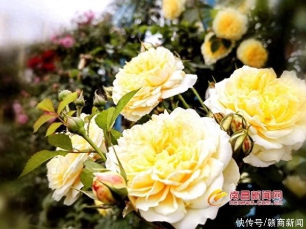 kaiyun开云官方网站 南昌的花开了 赏花舆图来了