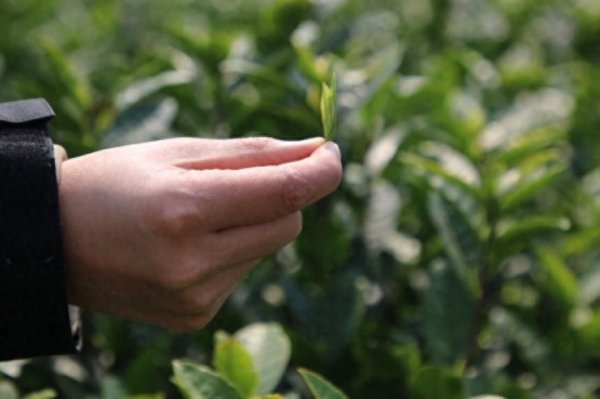 kaiyun.com 贵州金沙：新芽吐翠满眼绿 16万亩春茶抢“鲜”采