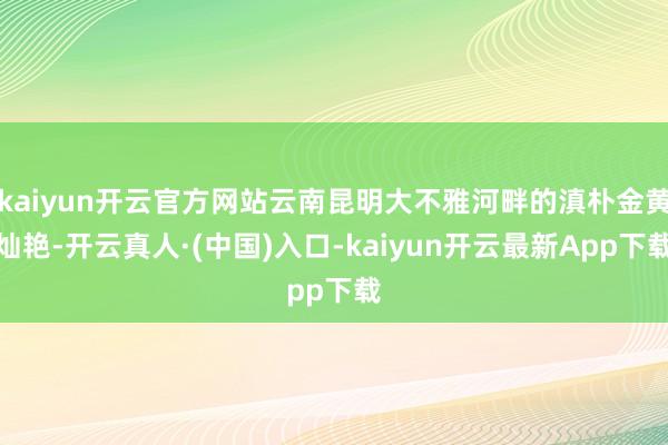 kaiyun开云官方网站云南昆明大不雅河畔的滇朴金黄灿艳-开云真人·(中国)入口-kaiyun开云最新App下载